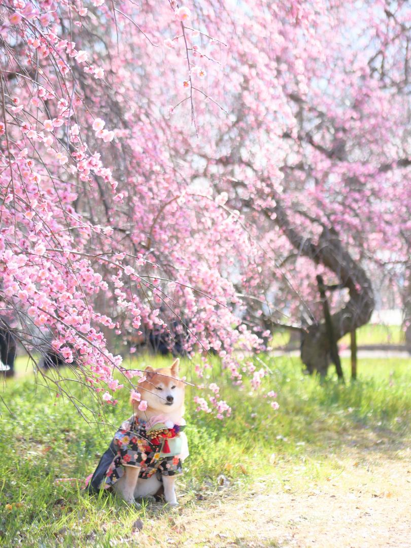 しだれ梅と和犬