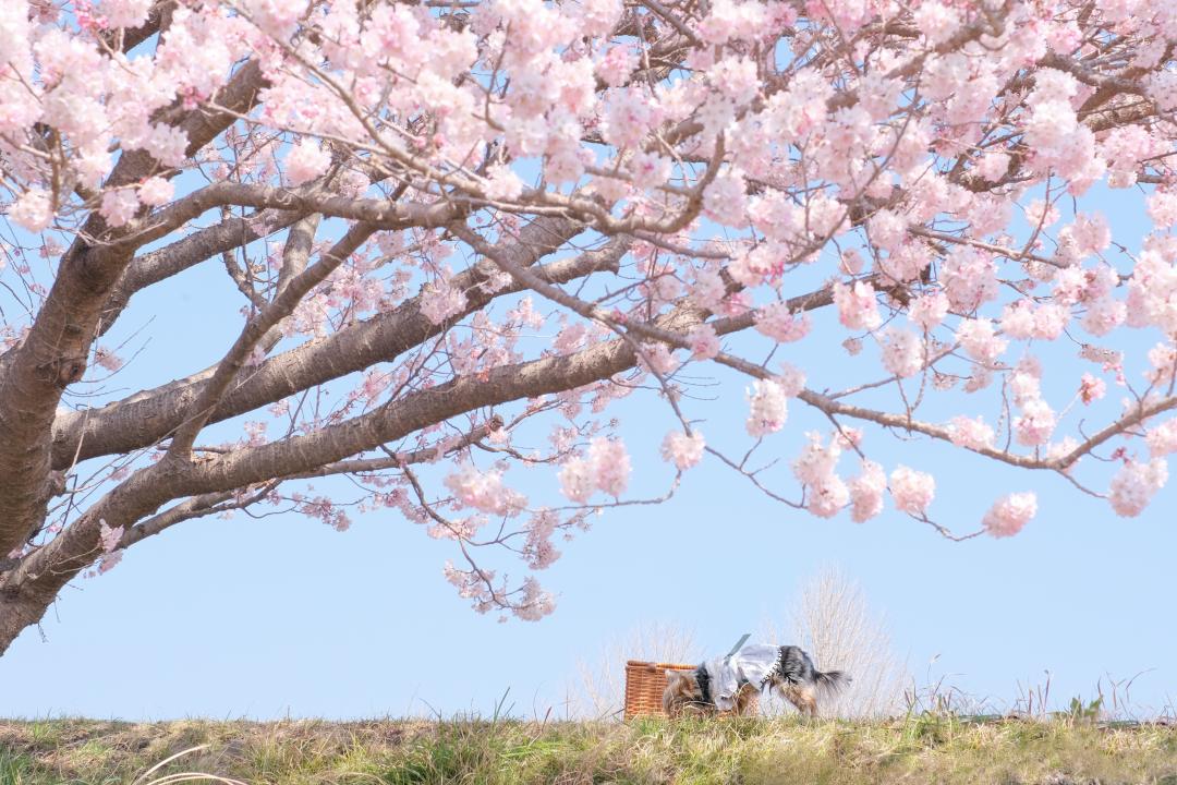 春めき桜の木の下で