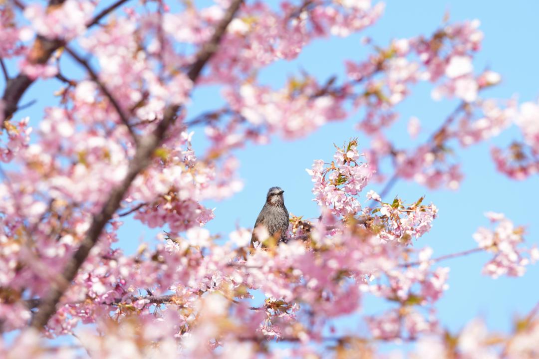 桜とひよどり（？）