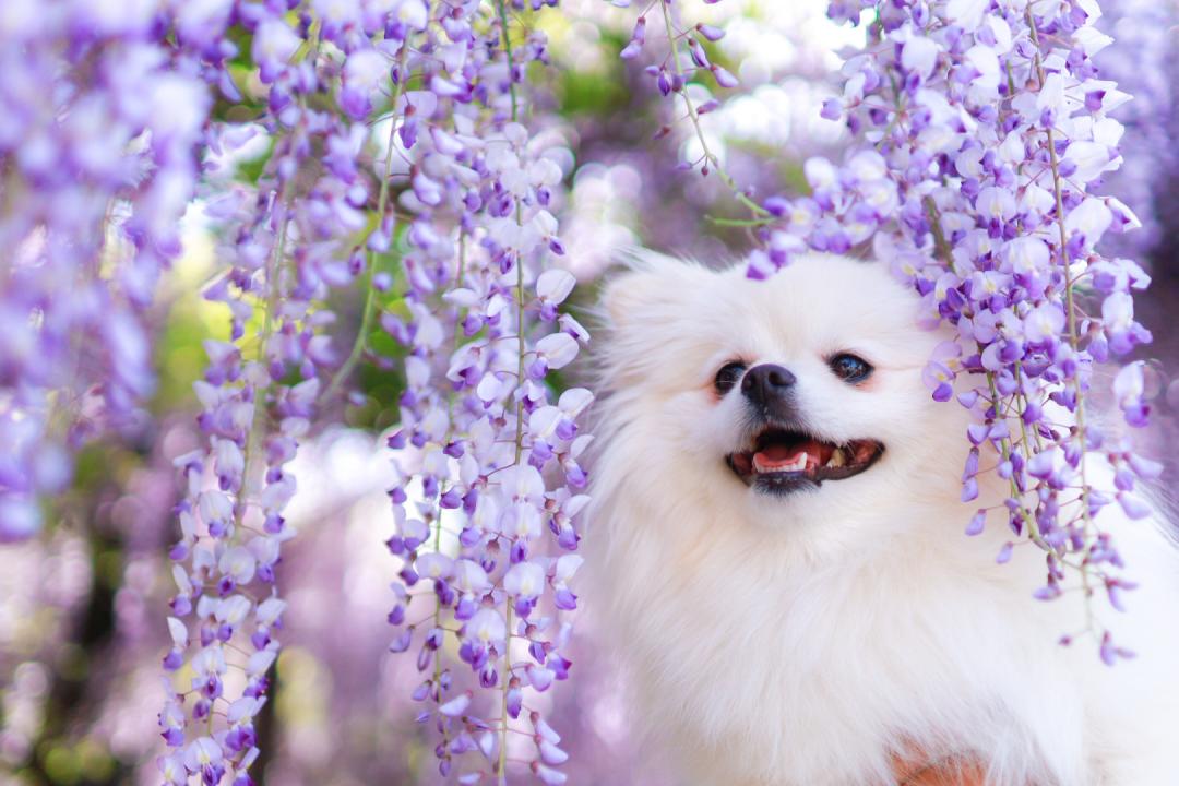 藤の花と