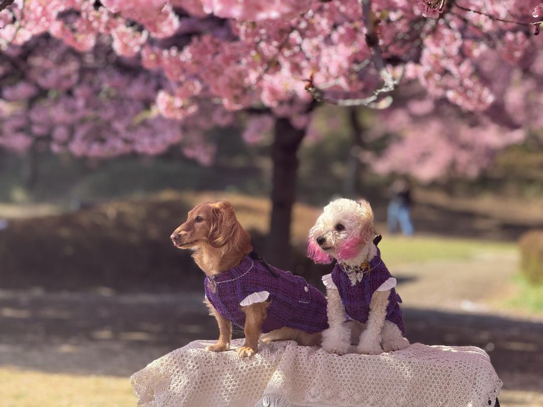 河津桜にたそがれて