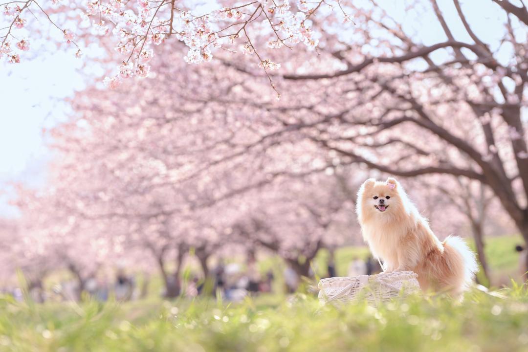 春爛漫♪