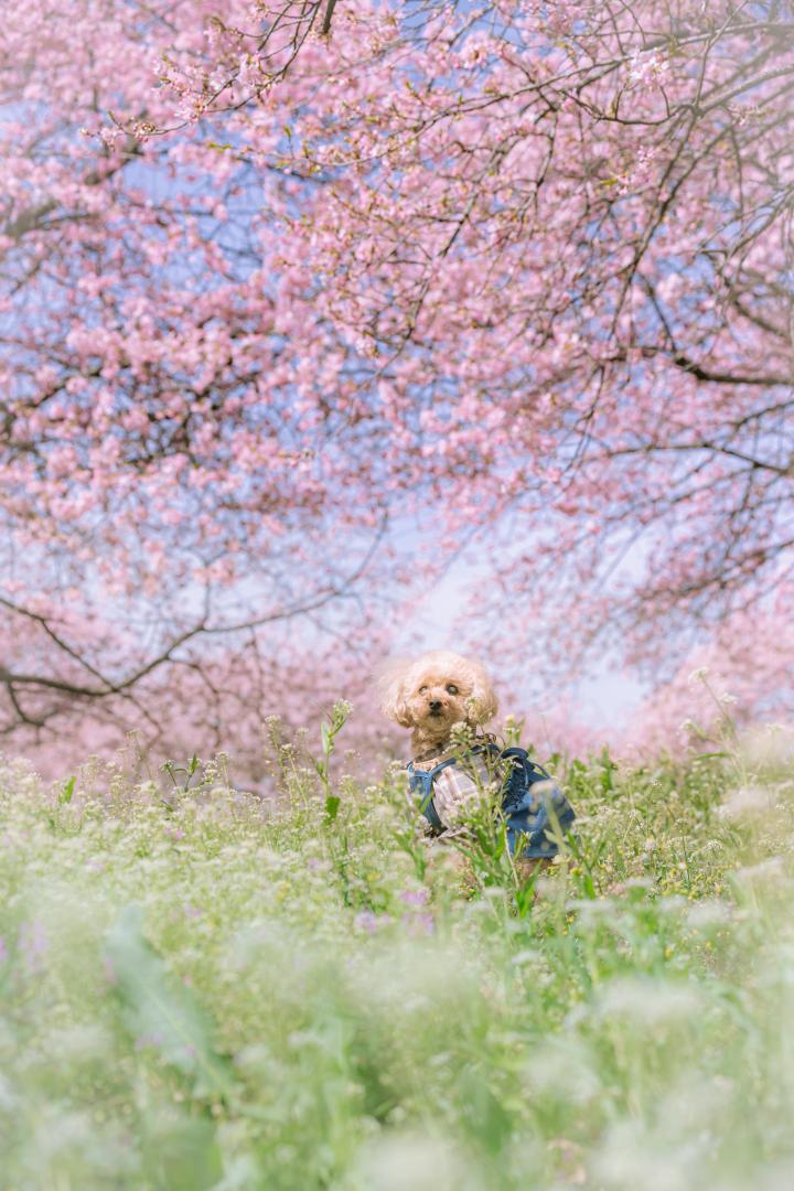 春爛漫