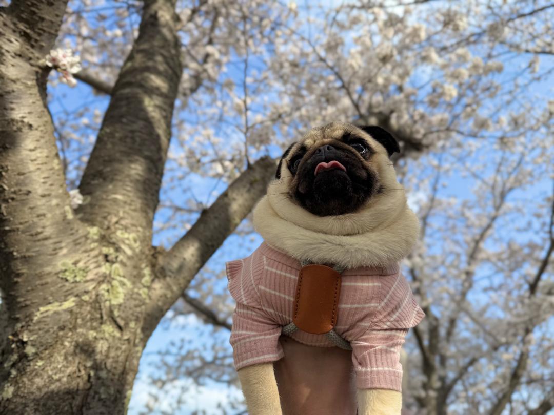 桜とあざと犬
