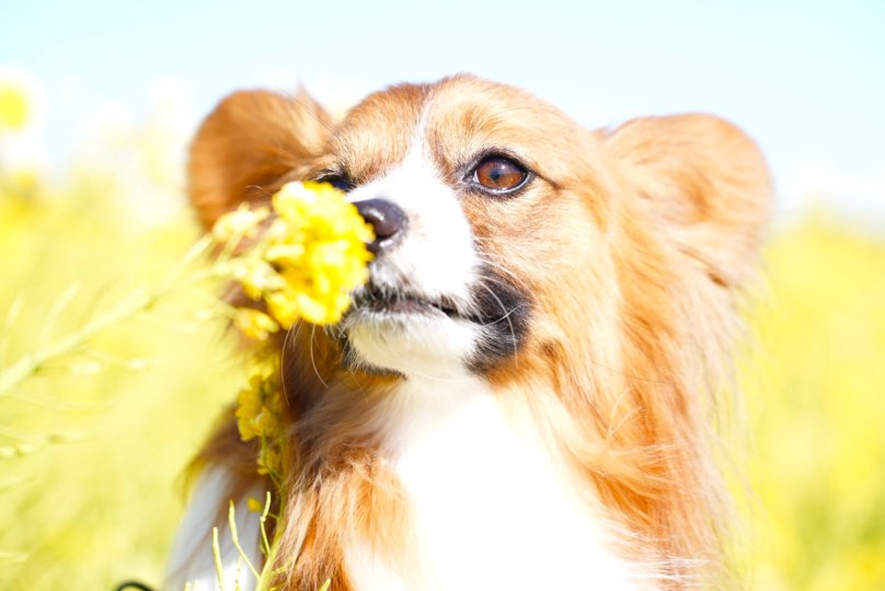 春の香りがするよ