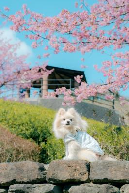 桜と一緒に日向ぼっこ