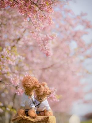 河津桜