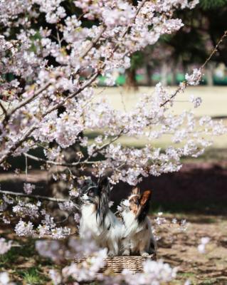 桜を愛でる