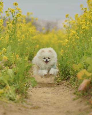 飛行犬