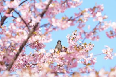 桜とひよどり（？）