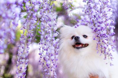 藤の花と