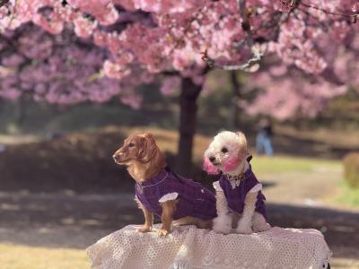 河津桜にたそがれて