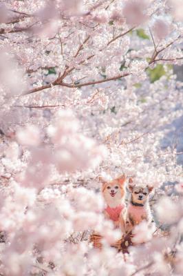 春めき桜に埋もれて