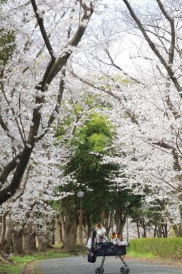 桜のトンネル