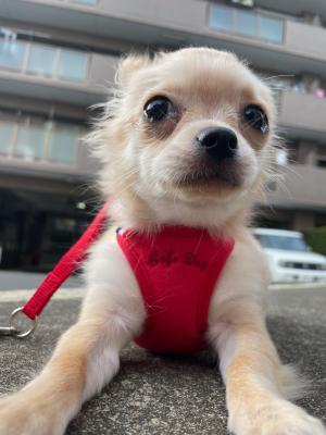 お散歩が怖い「チワワ」