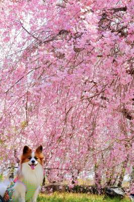 桜のシャワー