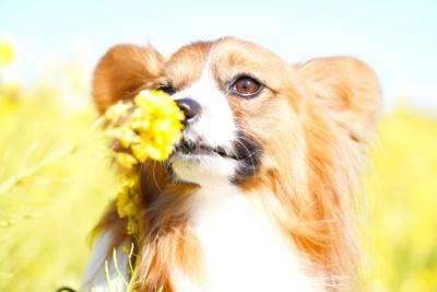 春の香りがするよ
