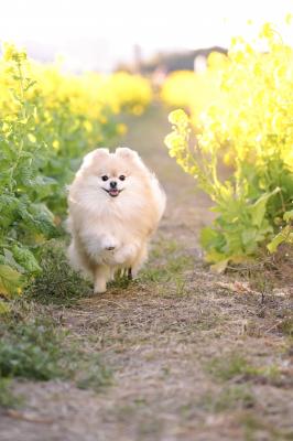 菜の花畑でダッシュ
