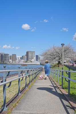 お花見散歩