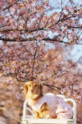 河津桜と僕