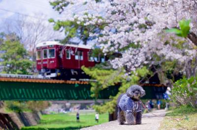阪急電車と桜とショセ