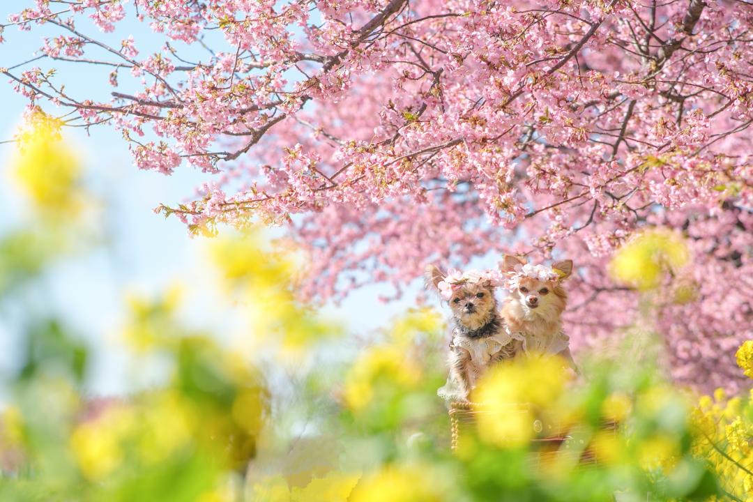 河津桜と菜の花と青空