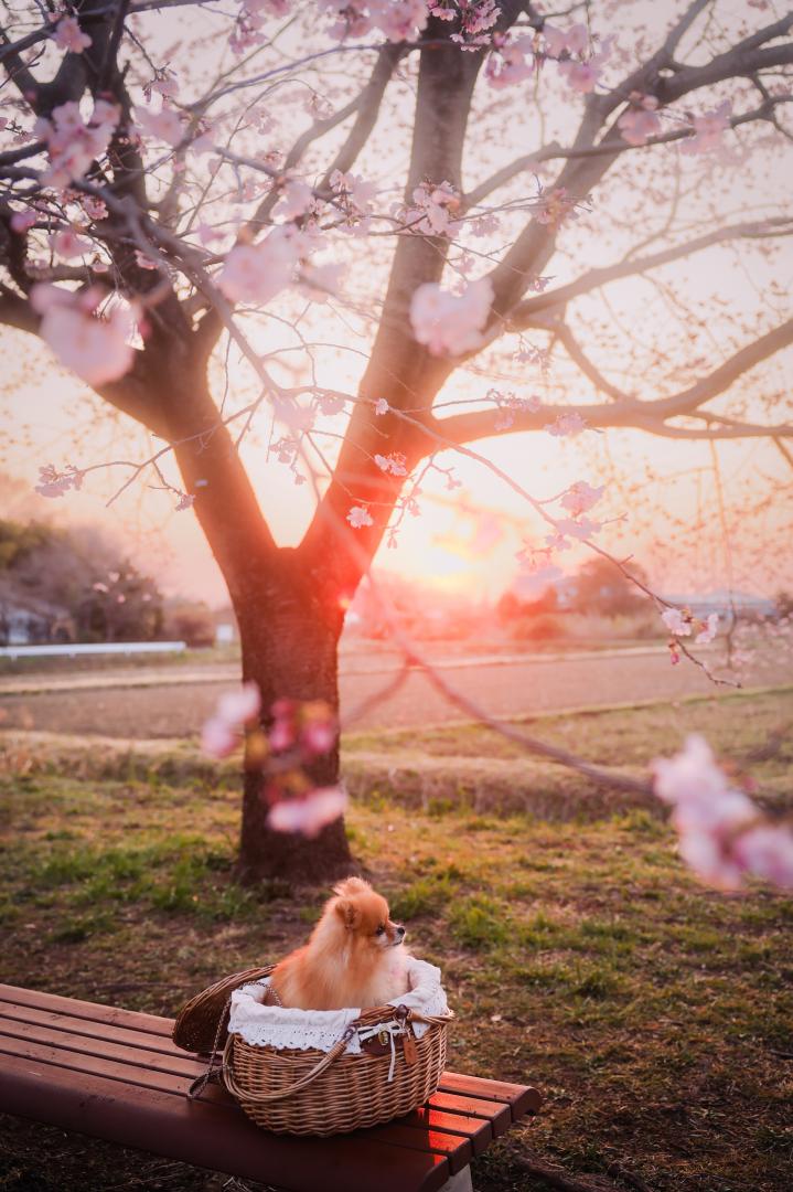 春を感じる朝に
