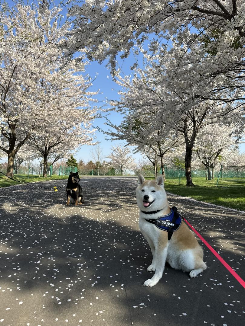 エゾヤマザクラ