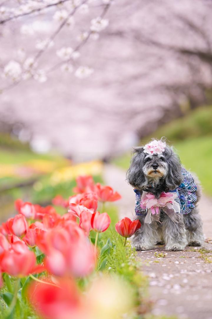 桜とチューリップとメルモん