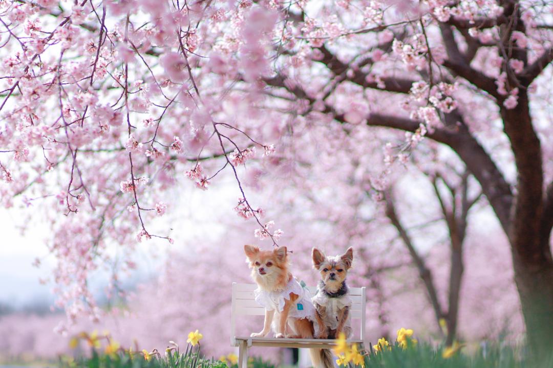 桜並木の下で