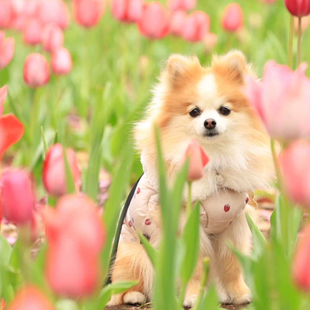 春のいろ
