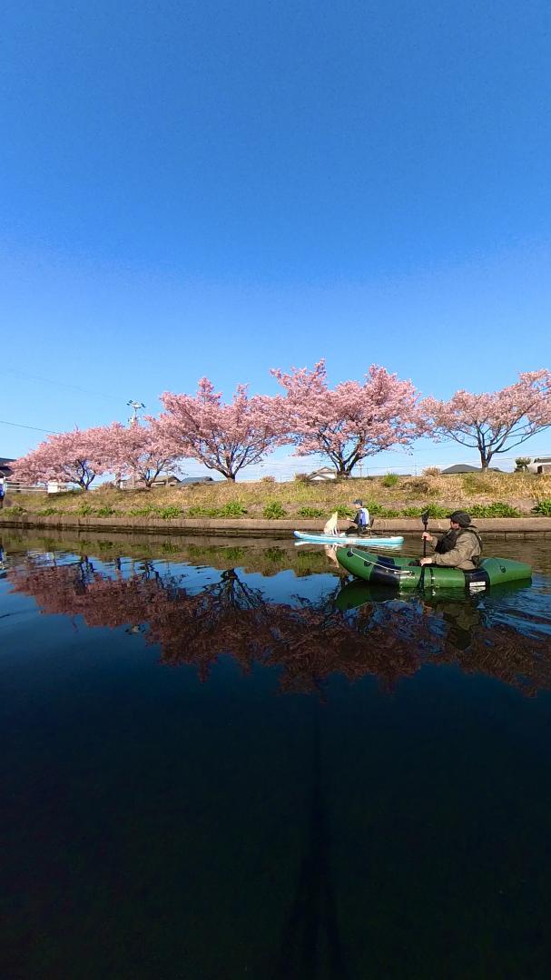 河津桜とSUP
