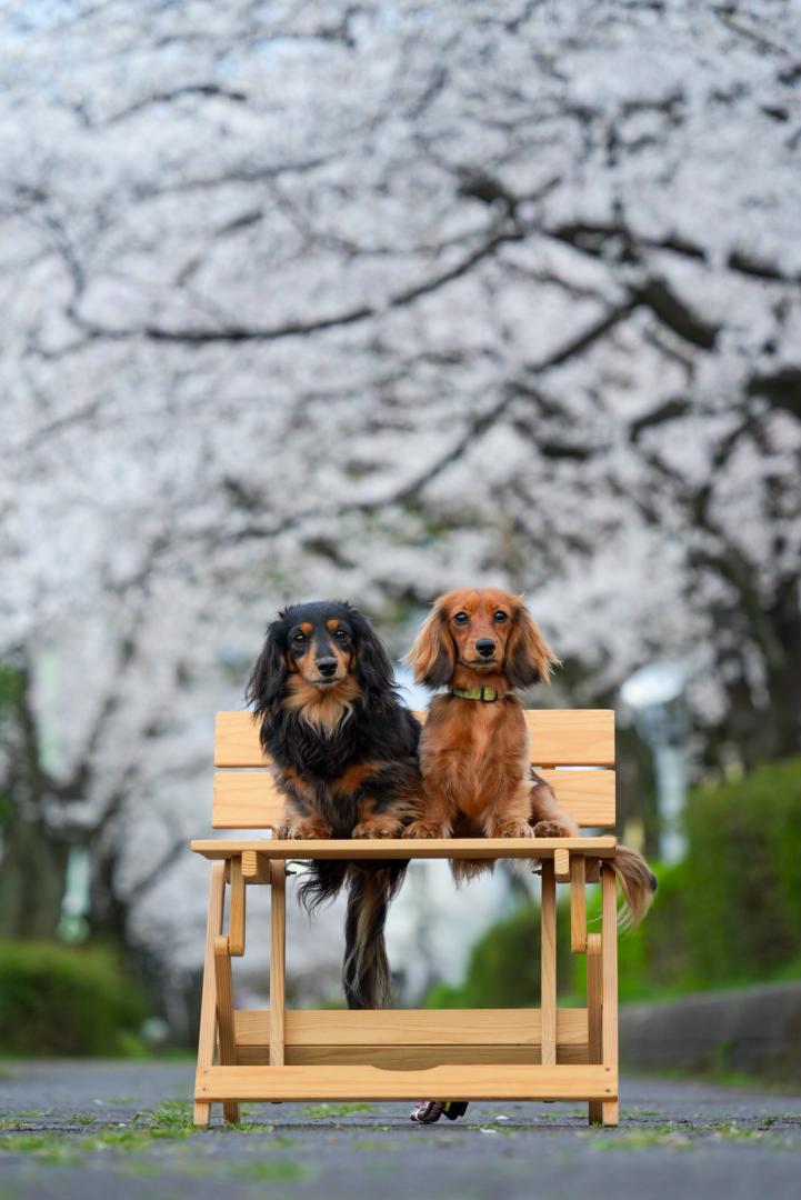 桜のトンネル