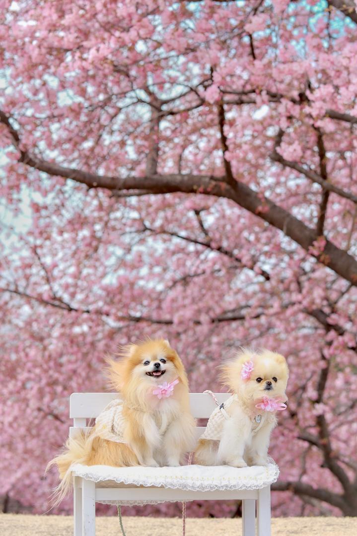 春風