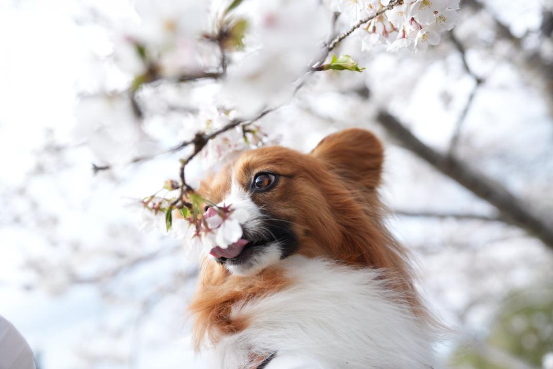 食べれるー？