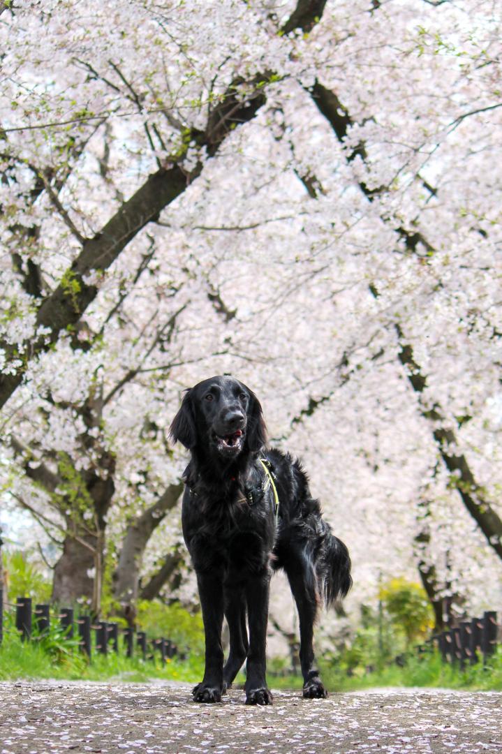 桜のトンネル