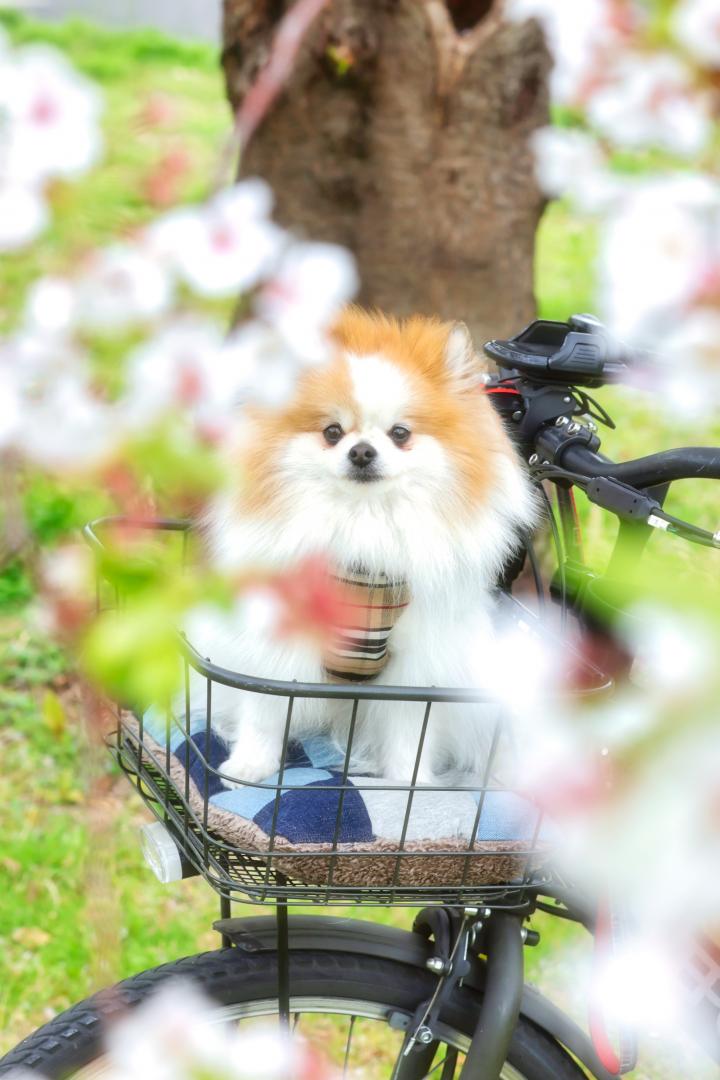 桜の木の下で