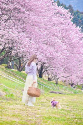 春めき桜ん歩