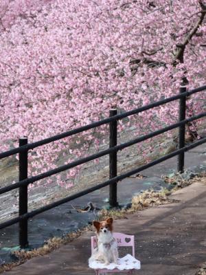 初めての河津桜