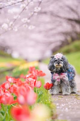 桜とチューリップとメルモん