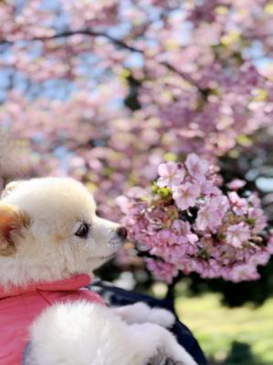 桜クンクン