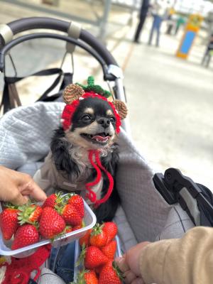 いちご狩り