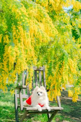 ミモザに包まれた春の午後