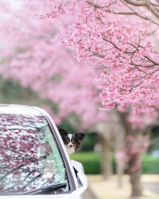 桜さん、こんにちは
