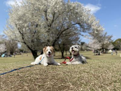 桜の下で談笑