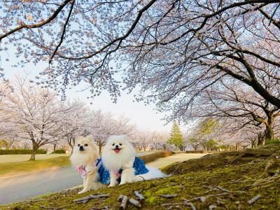 今年も会えたね