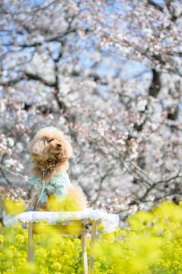桜と菜の花