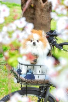 桜の木の下で