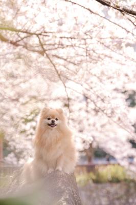 キラキラの桜と