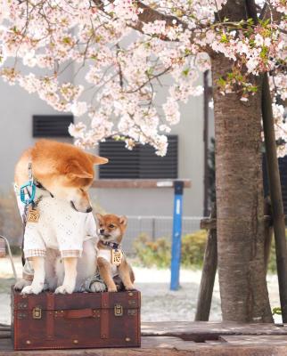 新しい春が始まるね！